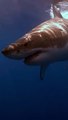 sea most dangerous animal sharks