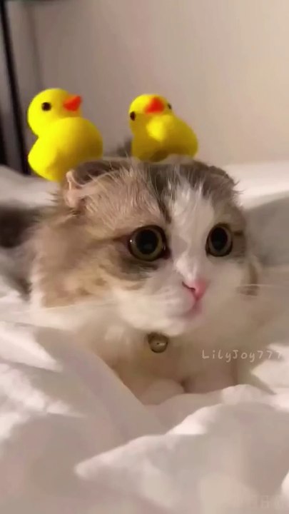 Cute Funny Videos | Cute Animals | Cute Baby Animals Funny Videos | Cute Cat Videos | Funny Cat Video | Cat Videos For Kids | Baby Cat Cute |