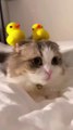 Cute Funny Videos | Cute Animals | Cute Baby Animals Funny Videos | Cute Cat Videos | Funny Cat Video | Cat Videos For Kids | Baby Cat Cute |