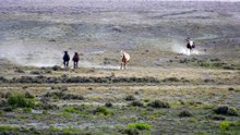 American Mustangs