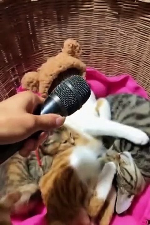 Funniest Cats and Dogs  _ Funny Animal Video