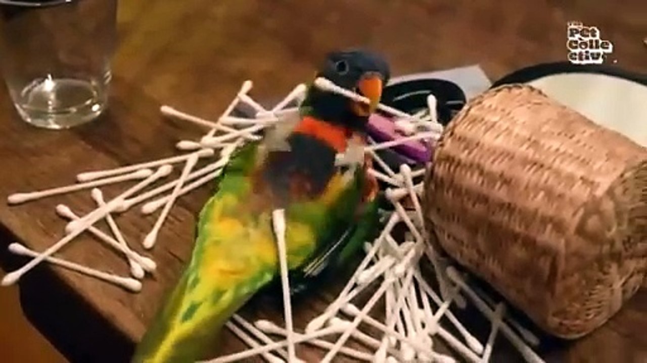 The FUNNIEST Parrots   Best Compilation