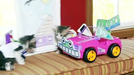 Disney Pixar's Toy Story (Cute Kitten Version)