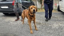 Perro encerrado un año entero en un sótano en completa oscuridad: los gendarmes intervienen