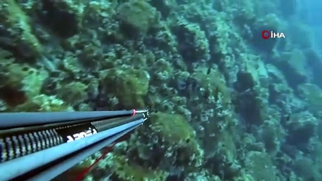 Rekortmen dalgıç, zıpkınla bir dev avladı