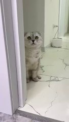 Bath time  #cat #cats (2)