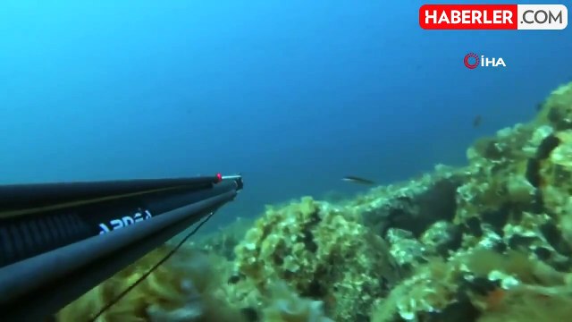 Rekortmen dalgıç, 64 kiloluk akya avladı