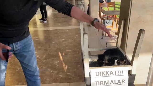 Adana'da herkes ondan korkuyor! Kuyumcular Çarşısının agresif kedisi ‘Dikkat Tırmalar’ uyarısıyla dikkat çekiyor