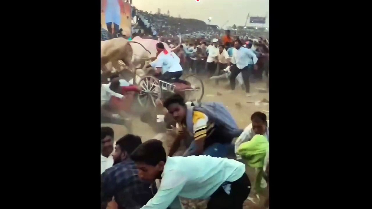 Cow Out of Control...India Festival
