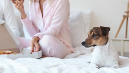 America’s verdict on most disputed doggy debate