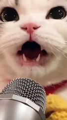 cute cat singing song  #shorts #cat #trending