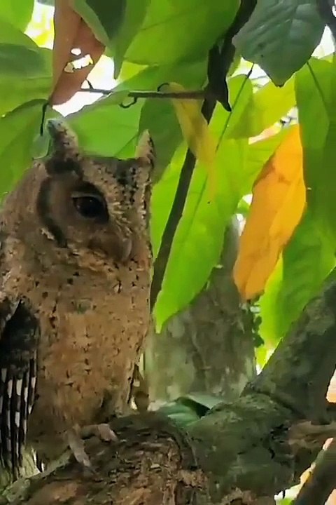 Burung hantu