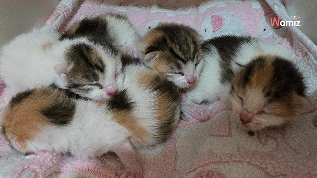 Hałasy w pokoju gościnnym: właściciele odkrywają na łóżku niewiarygodny widok