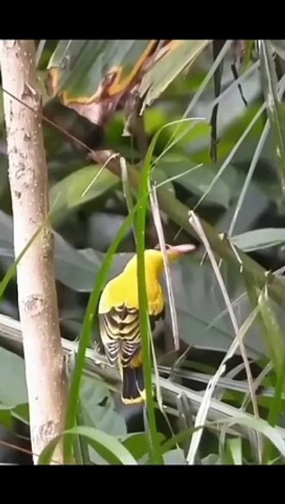 Burung kepodang
