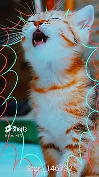 meow cat #youtube #cat #viralshort #0023 @star_14672
