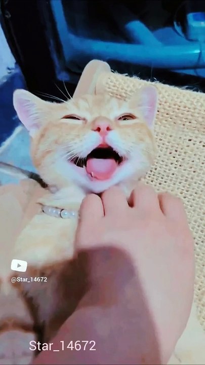 Laughing cat#laughing #cat #viralshorts #catlovers #youtube #0023 @Star_14672