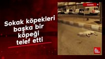 Mardin'de başıboş köpekler başka bir köpeği parçaladı