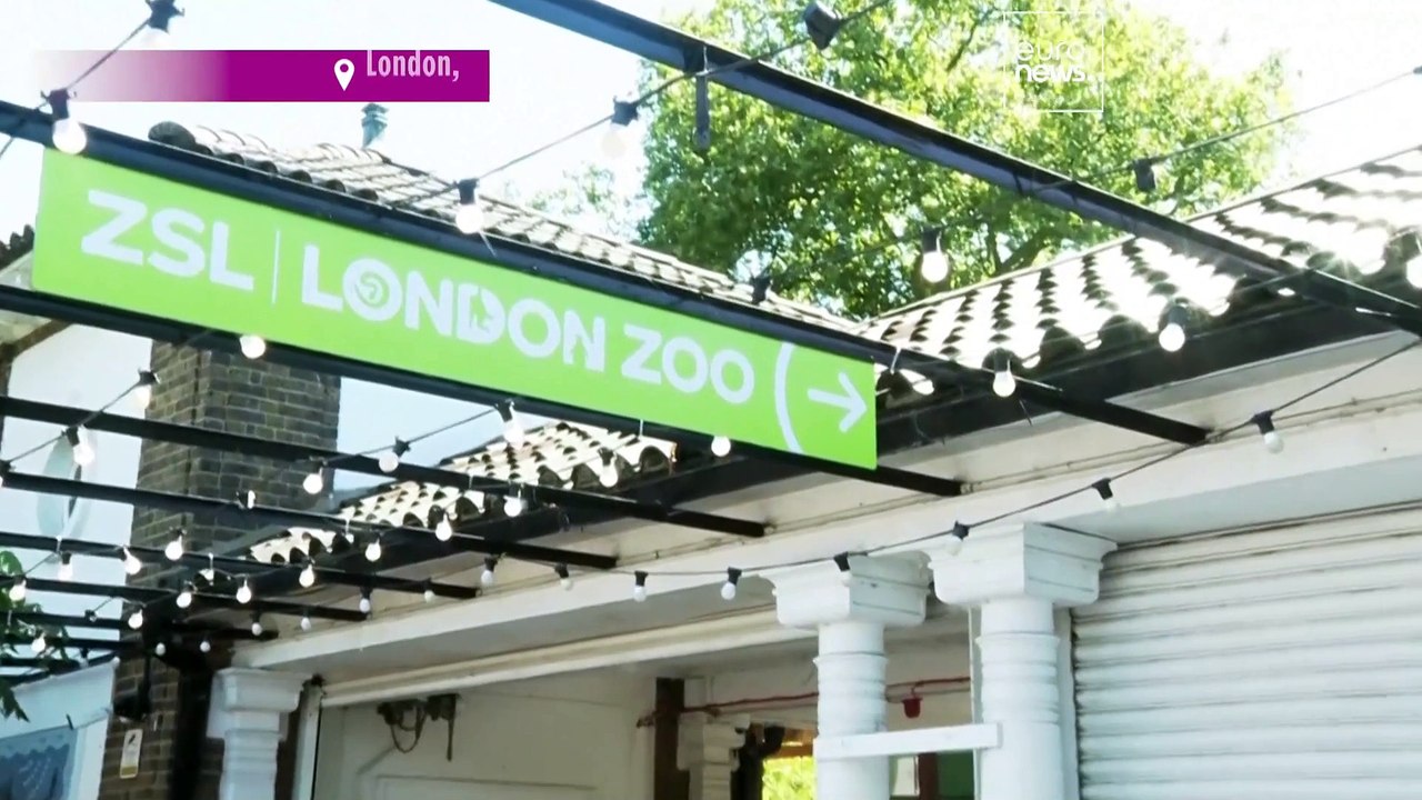 'Banksy woz ere': London Zoo removes elusive street artist's gorilla mural for 'safekeeping'