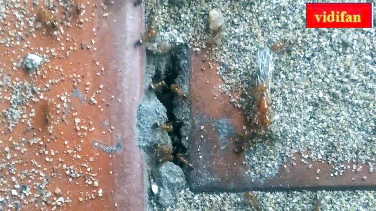 Ants moving