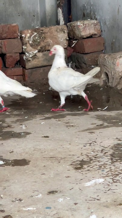 #trending #usa #viral #shortvideo #baby #pet #animals #birds #pigeon #pigeonlove #danish #magpies