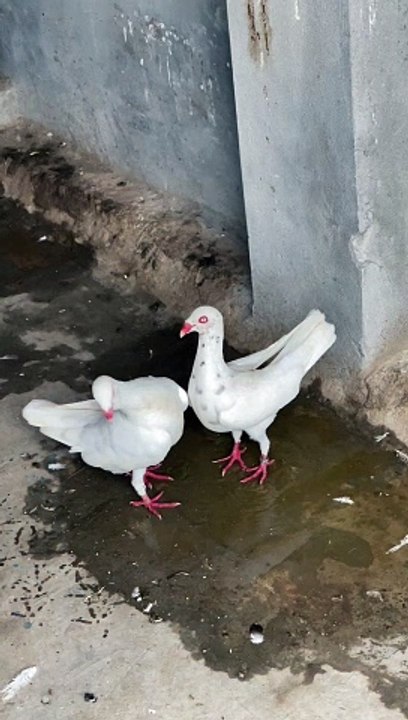 #trending #usa #viral #shortvideo #baby #pet #animals #birds #pigeon #pigeonlove #danish #magpies