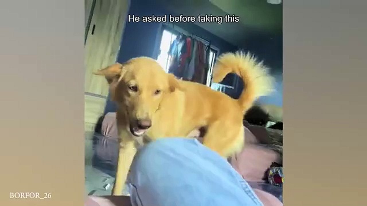 Funny animals video