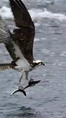Osprey_catches_3_fishat_once_keeps_2_!!_#shorts_#wildlife_#birds_#viral_#fishing_#nikonz8_#ospreys