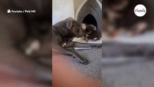 chihuahua-envalentonado-ataca-a-un-staffordshire-terrier-nadie-esperaba-el-resultado-video