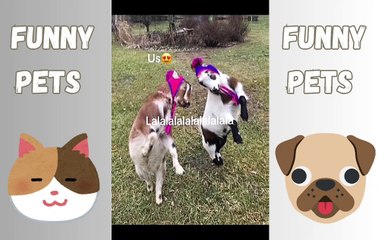 Caught in the Act: Silly Animal Antics