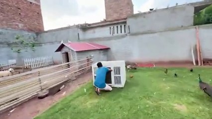 Old Mini Se New Mini Zoo Ko Dekha Bht Piara Lg Rha hai