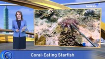 Divers To Cull Coral-Eating Starfish on Pratas Island Reefs