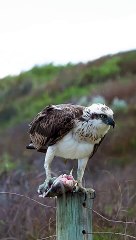 Beutyfull Birds #birds