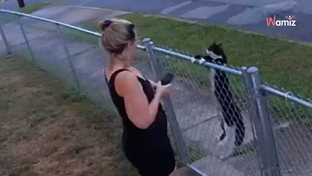 Dog lover becomes cat hero after stray asks her to help her kittens