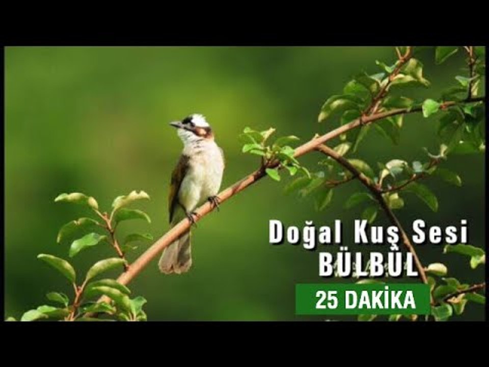 Doğal Kuş Sesi | RAHATLATICI TERAPİ (25dk.)