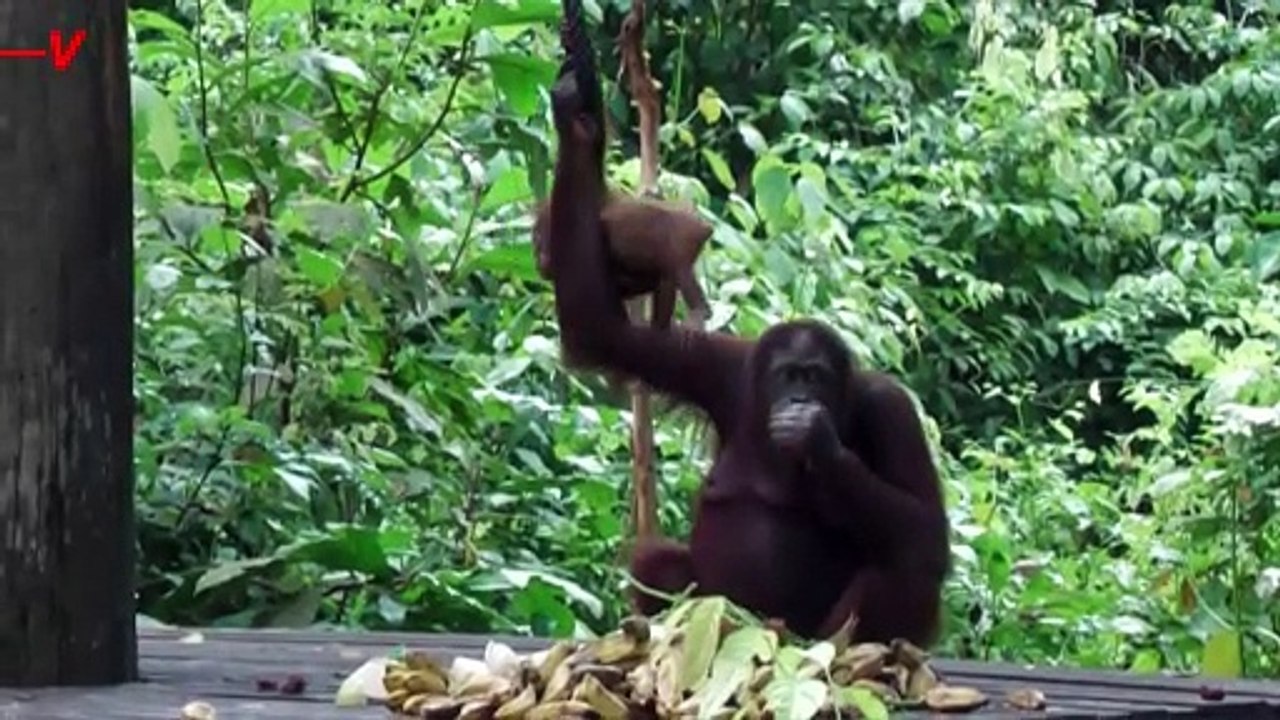 Revisions to Malaysian ‘Orangutan Diplomacy’ Plan Allows Orangutan Adoption but Without Trade Travel