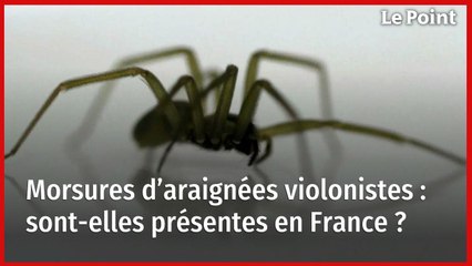 Morsures d’araignées violonistes : sont-elles présentes en France ?