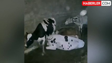 Ahırdaki ineğin acı sonu! Kamerada kaydını izleyen çiftlik sahibi gördüklerine inanamadı