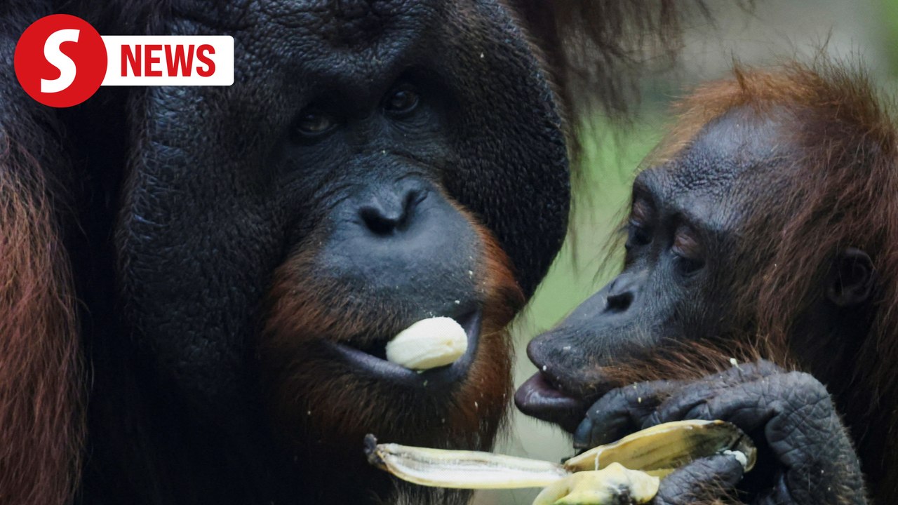 'Orang utan diplomacy' plan shelved, M'sia eyes palm oil importers for adoption instead