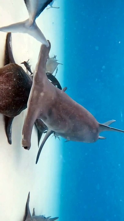 Marine Animals | Aggressive Danger | Sea Life Explorer