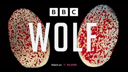 Wolf (2024), de Megan Gallagher | Tráiler