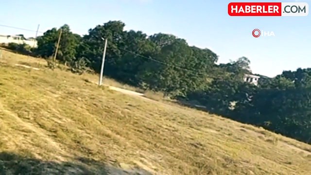 Başıboş sokak köpekleri başka bir köpeği parçaladı: Dehşet anları kamerada