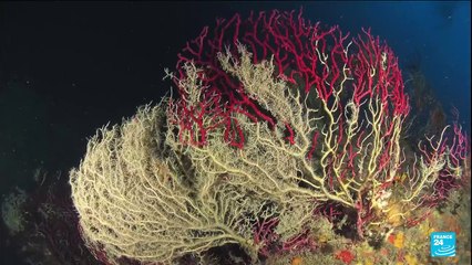 Canicule marine en Méditerranée: une menace pour la biodiversité