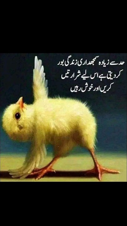 حد سے زیادہ سمجھداری بور کر دیتی ہے #trending#viral#shorts#islamic#follow#foryou#dailymotion#share