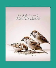 Shariat Ke Masail Seekhain