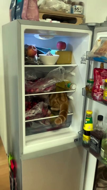 Cat video