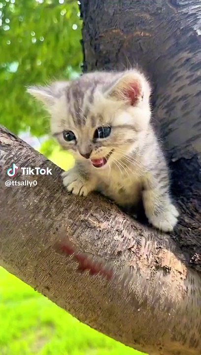 Meow cat
