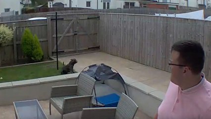 Staffy scared by a neighboring dog, finds comfort in mom's arms