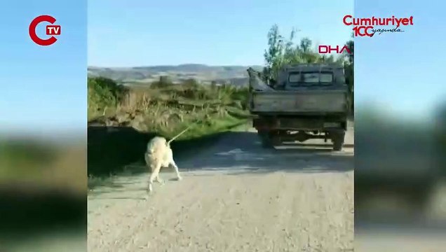 Köpeği kamyonetin arkasına bağlayıp, sürükledi; o anlar kamerada