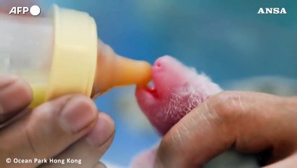 Hong Kong accoglie la nascita di due cuccioli di panda gigante