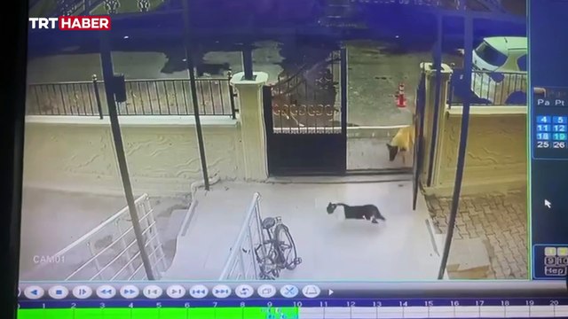 Başıboş köpekler kediye saldırdı